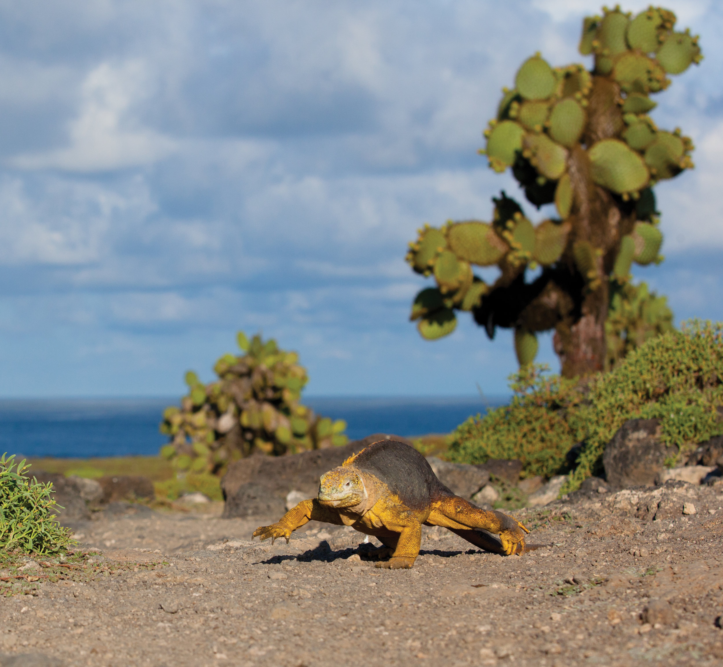 Land Iguana