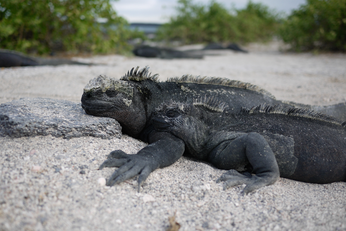 Marine Iguana (Copy)