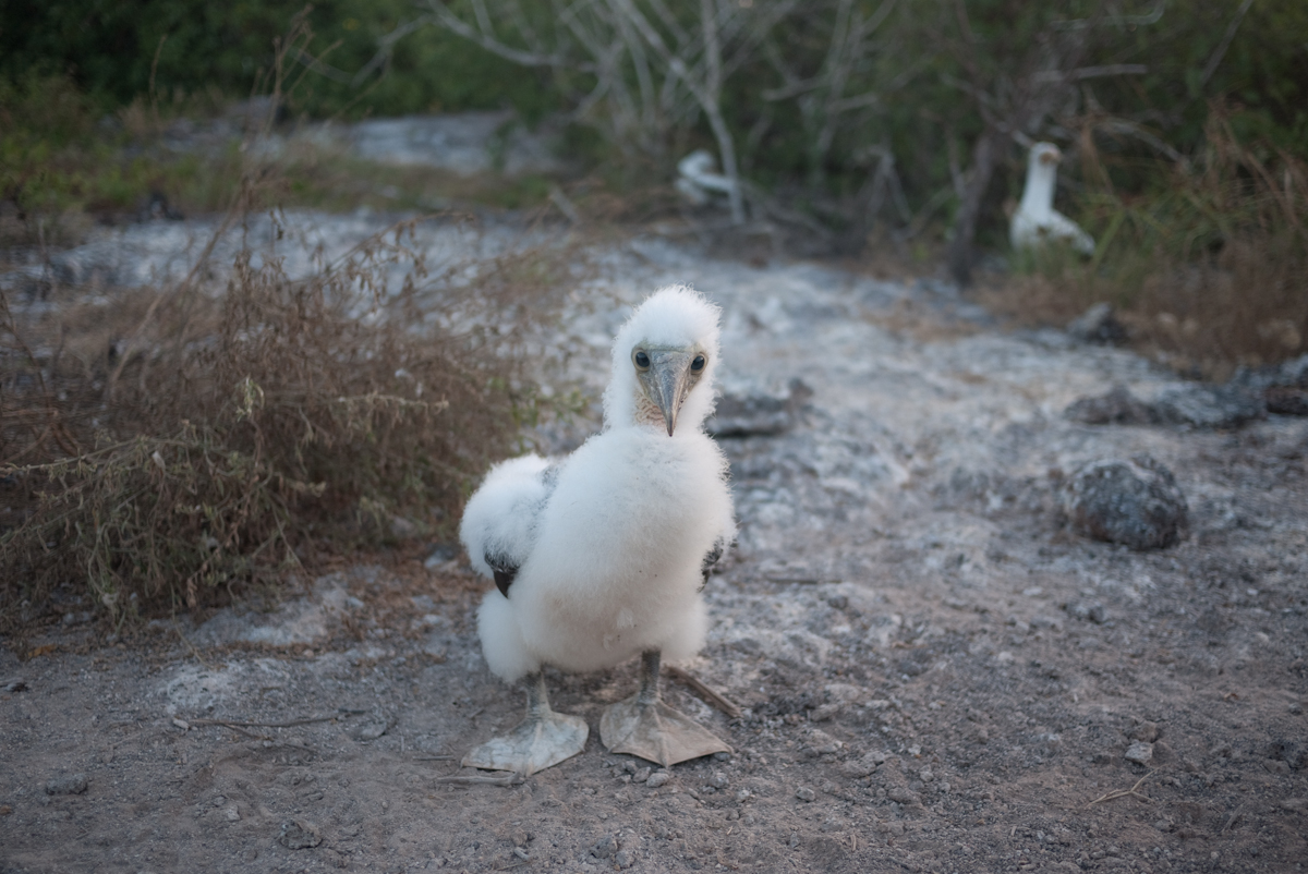 Nazca Booby chick