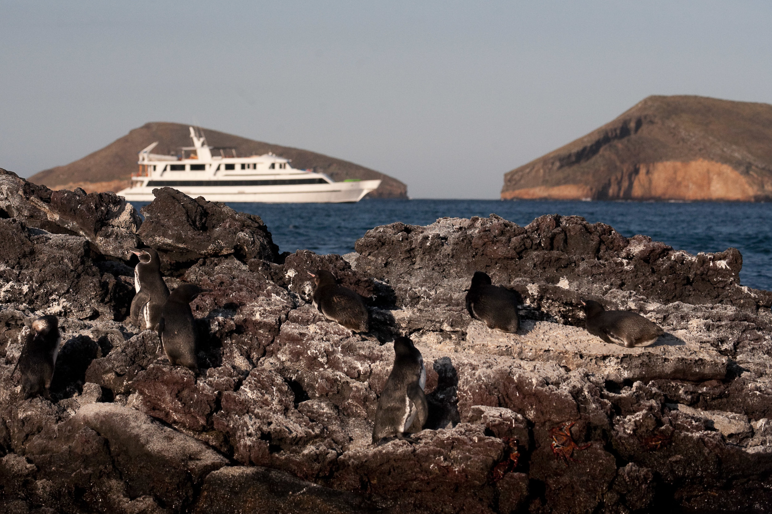 Galapagos penguins