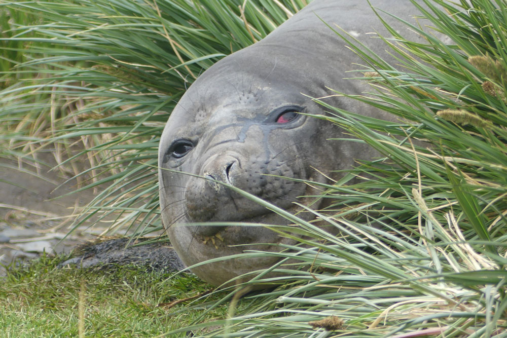 elephant_seal_richard_polatty.jpg