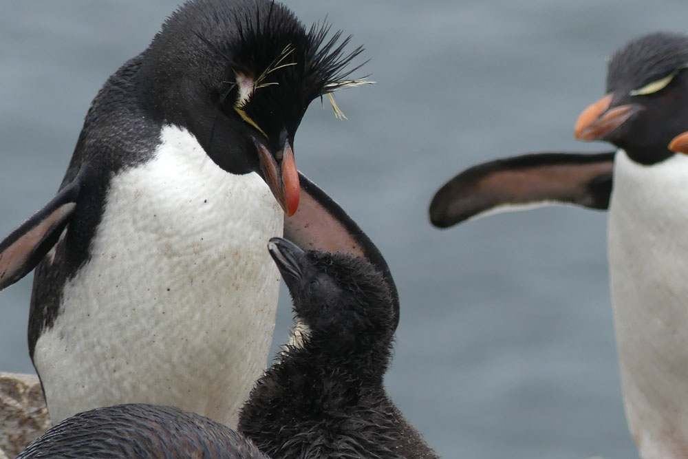 falkland_rockhopper_richard_polatty.jpg