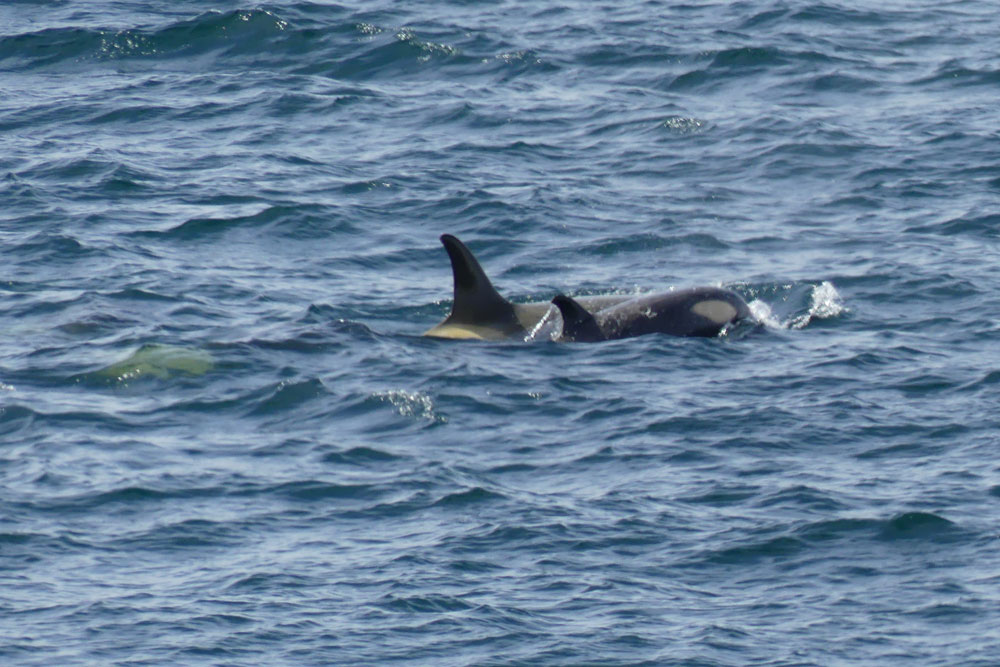 orcas_richard_polatty.jpg
