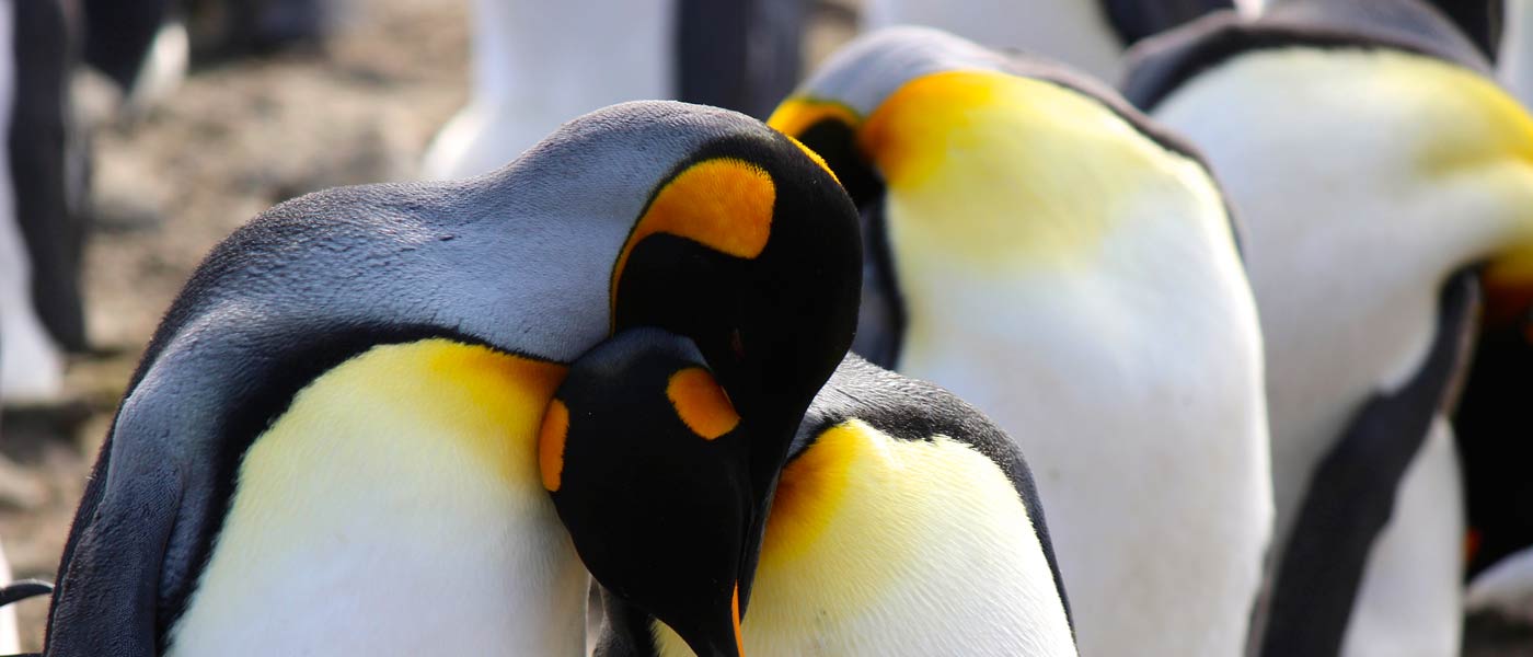 King Penguins on South Georgia