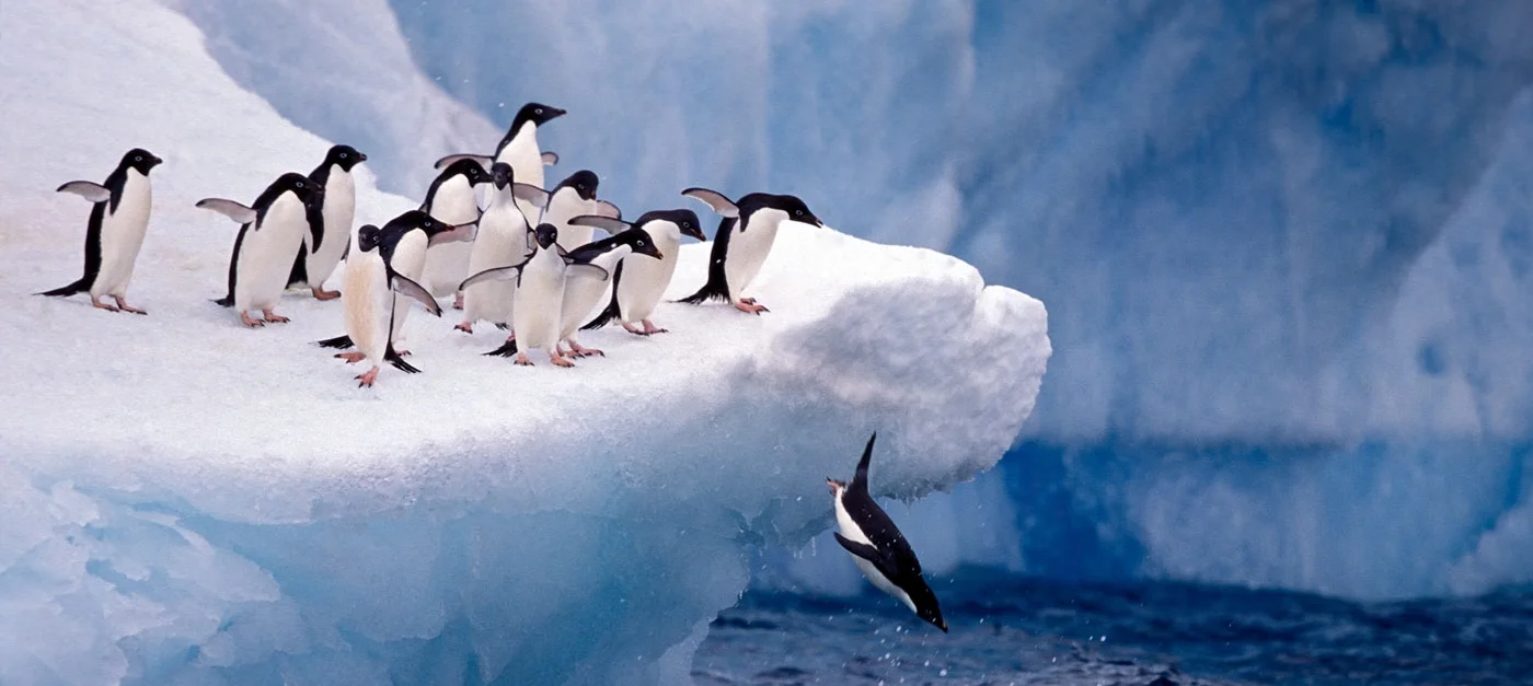 Adelie penguins jumping off an iceberg