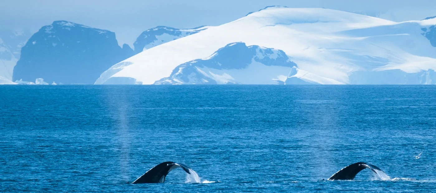 Whales off the Antarctic Peninsula