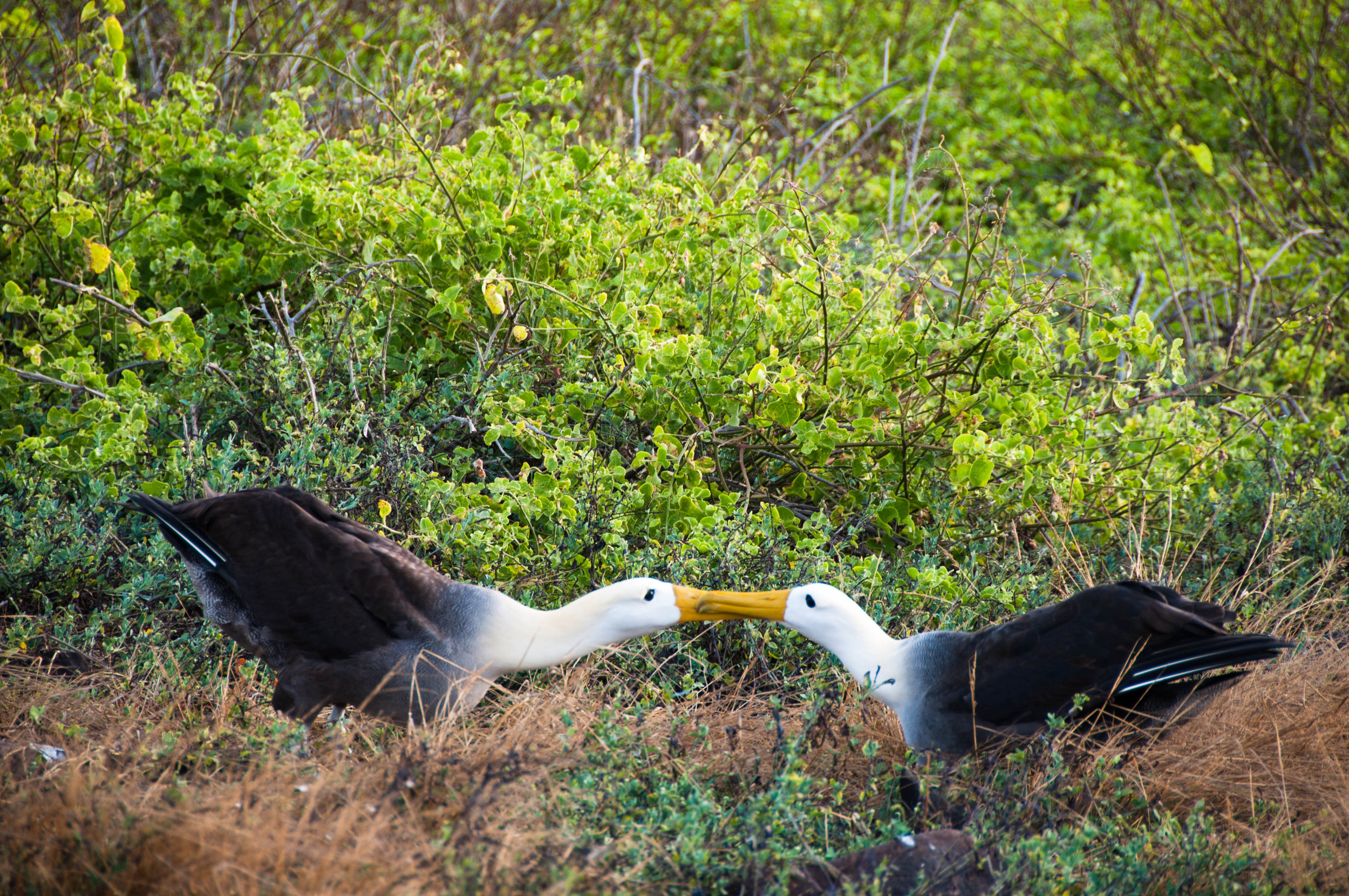 Waved albatross