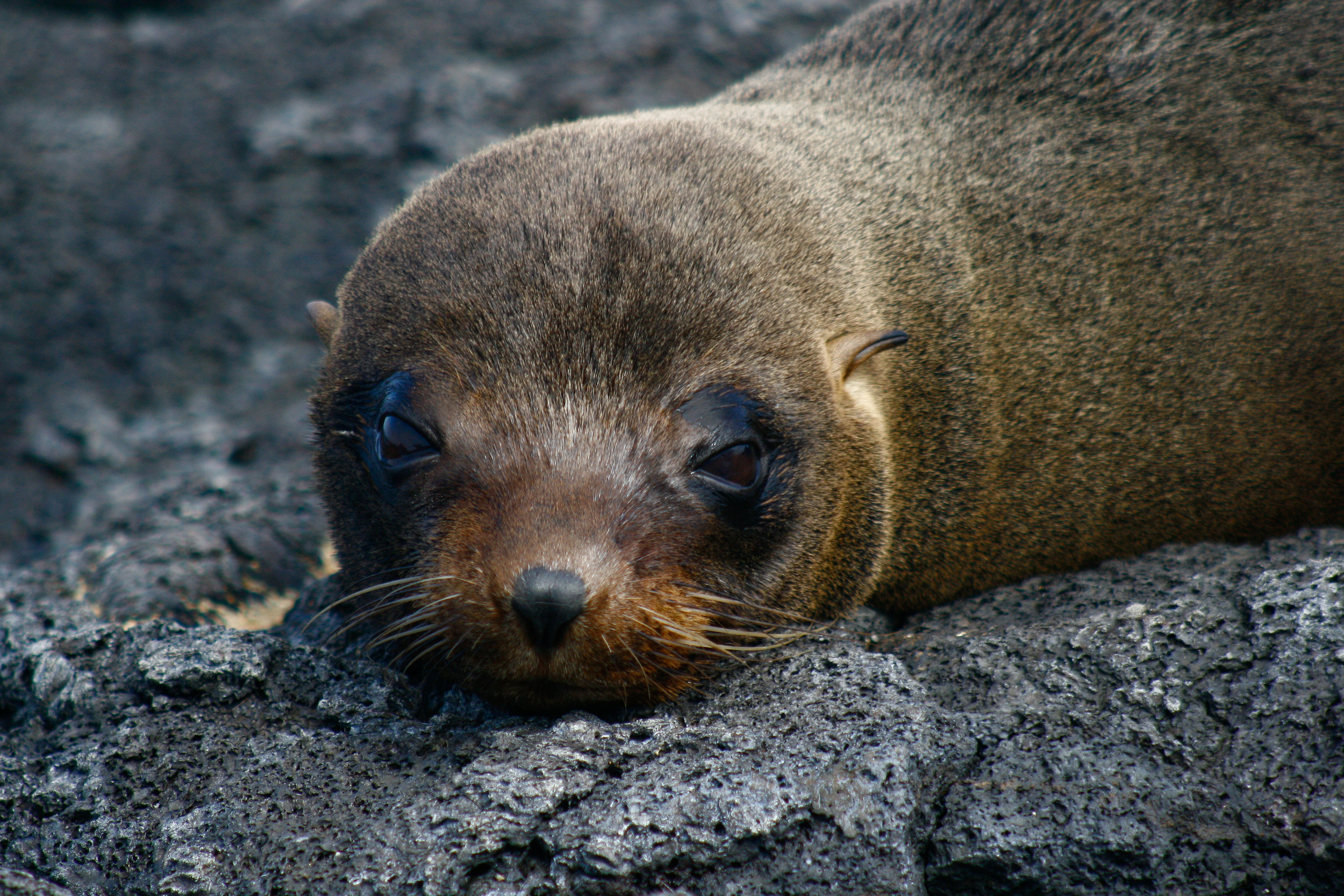 Fur seal