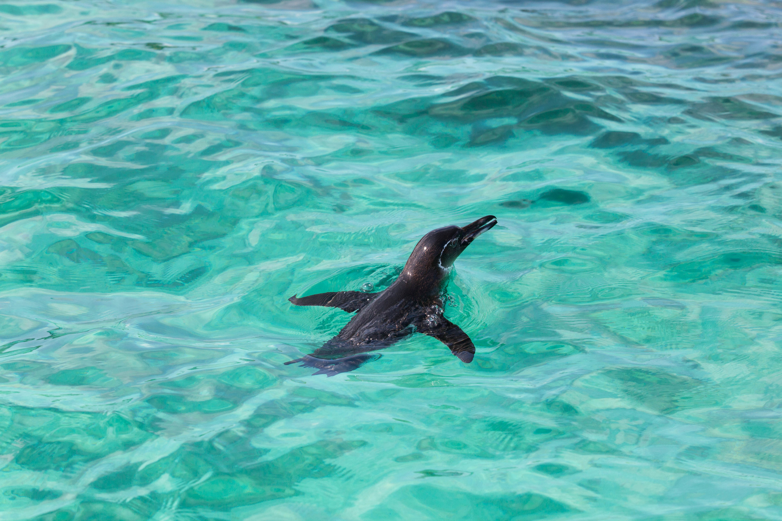 Galapagos penguin