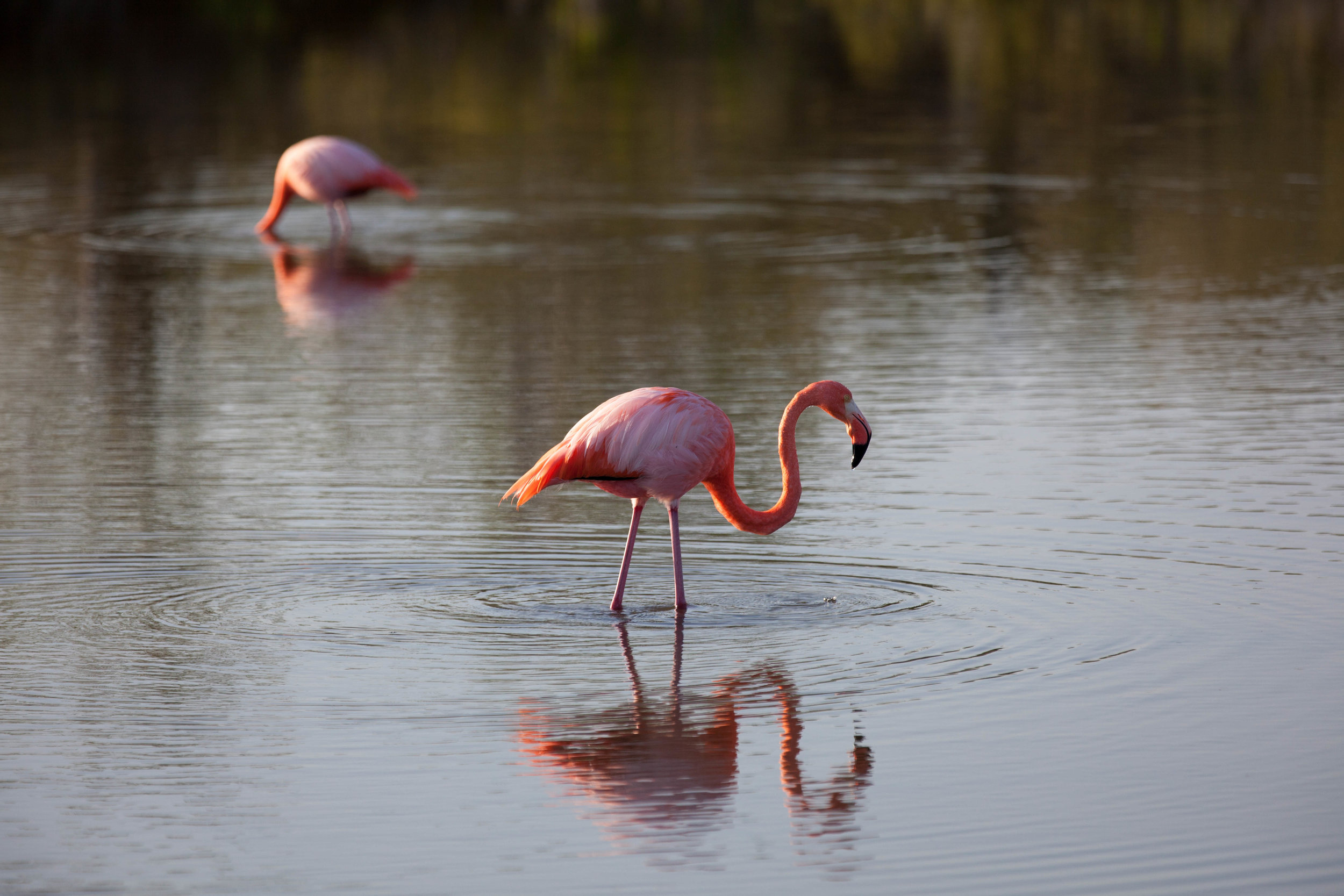 Greater flamingo