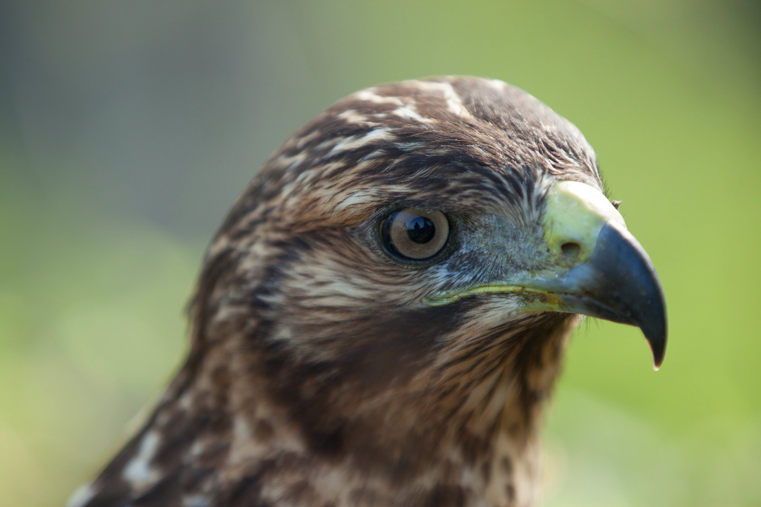 Galapagos hawk