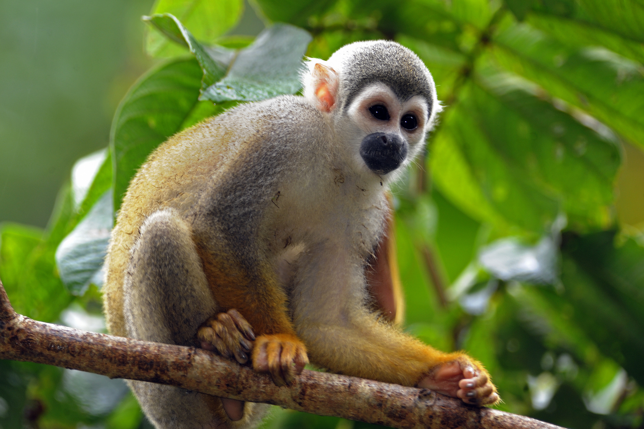 monkey1.jpg