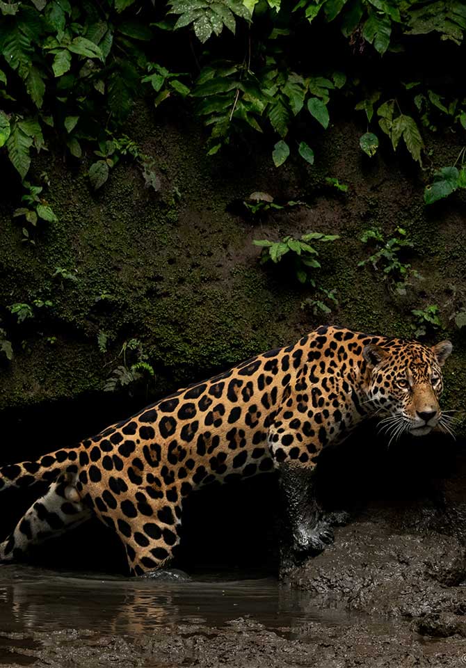 Jaguar