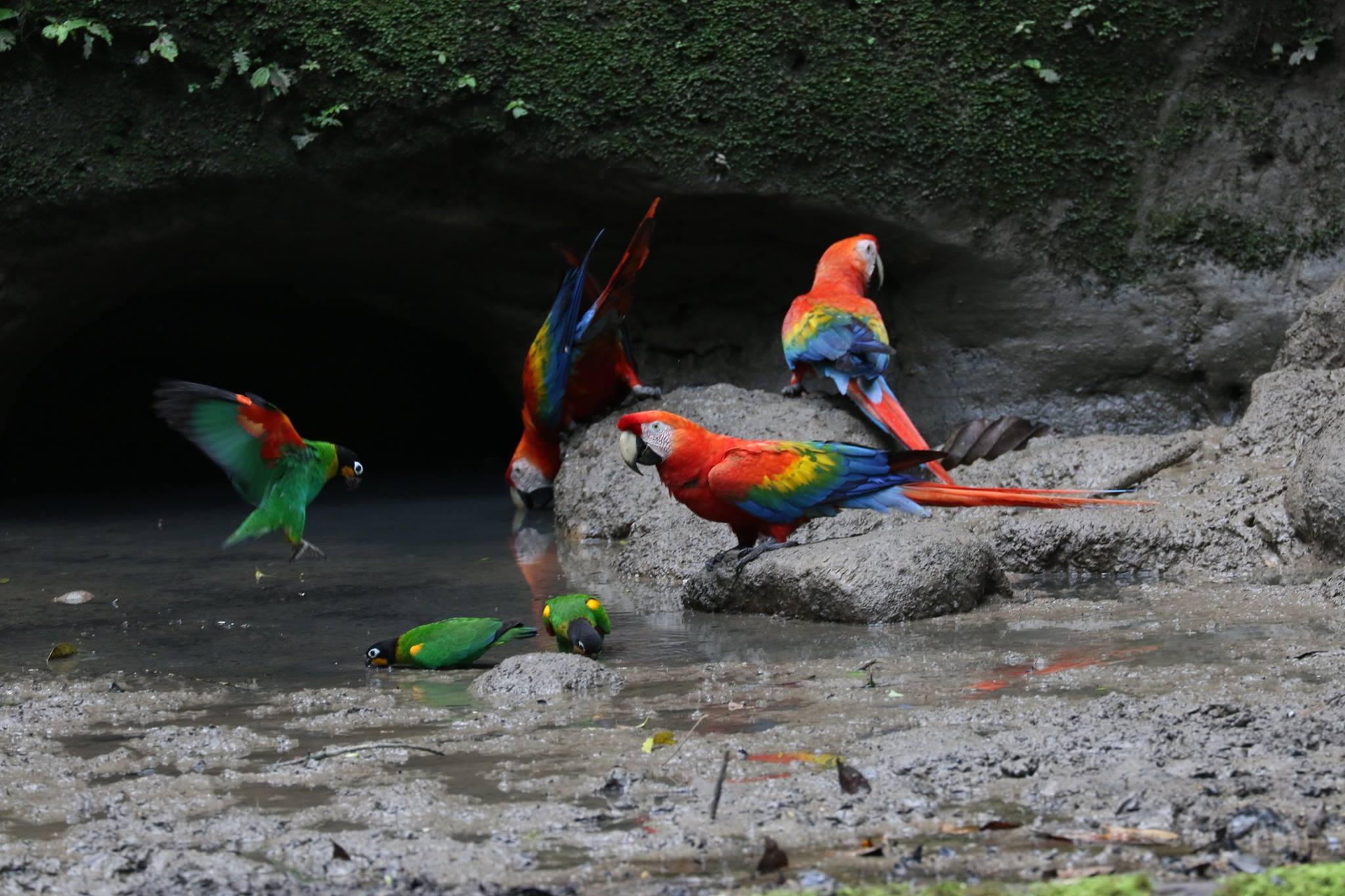 Macaws and parrots at a clay lick