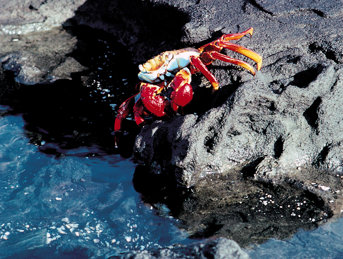 Sally Lightfoot Crab 