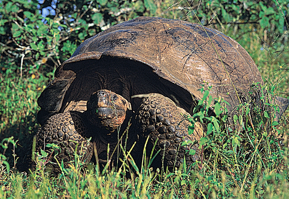 Giant Tortoise 