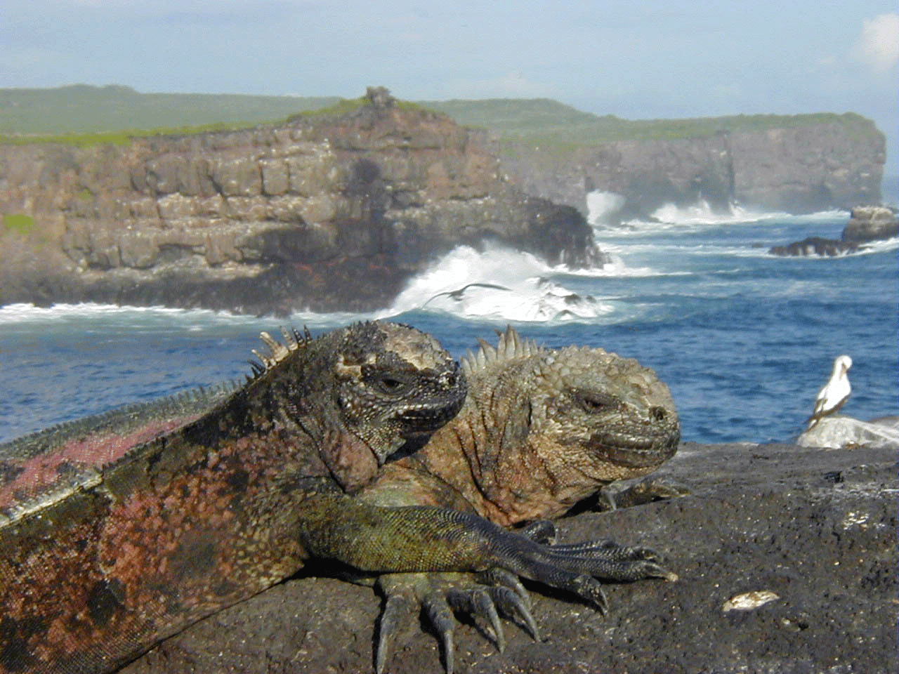 Marine iguana 