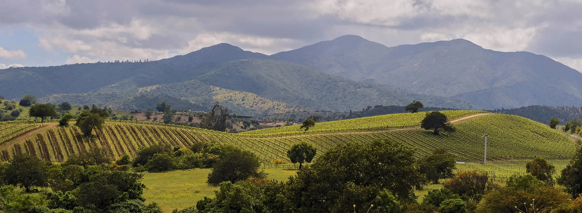 Matetic Vineyards in the Casablanca Valley