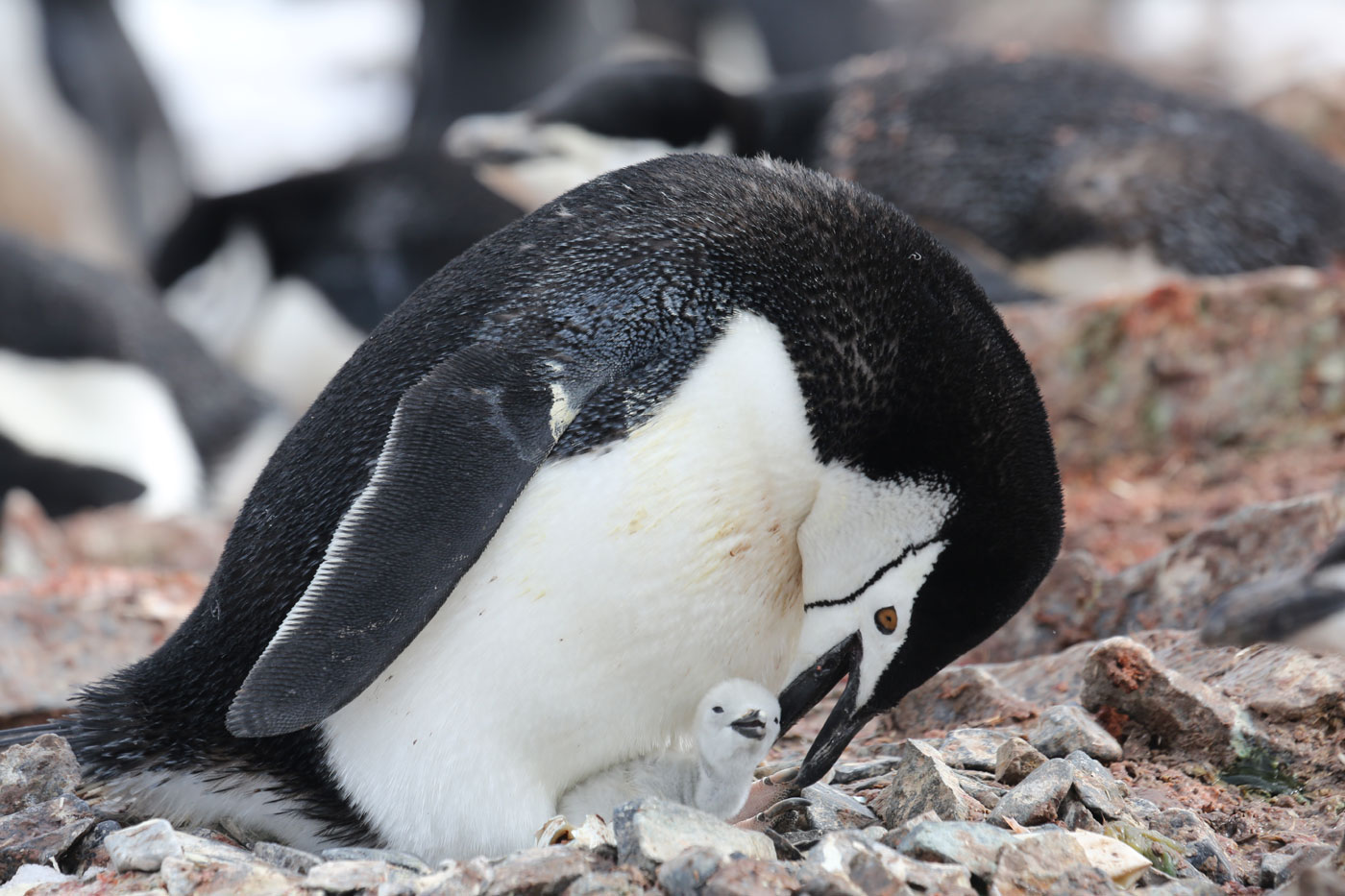 Copy of Chinstrap penguin and chick