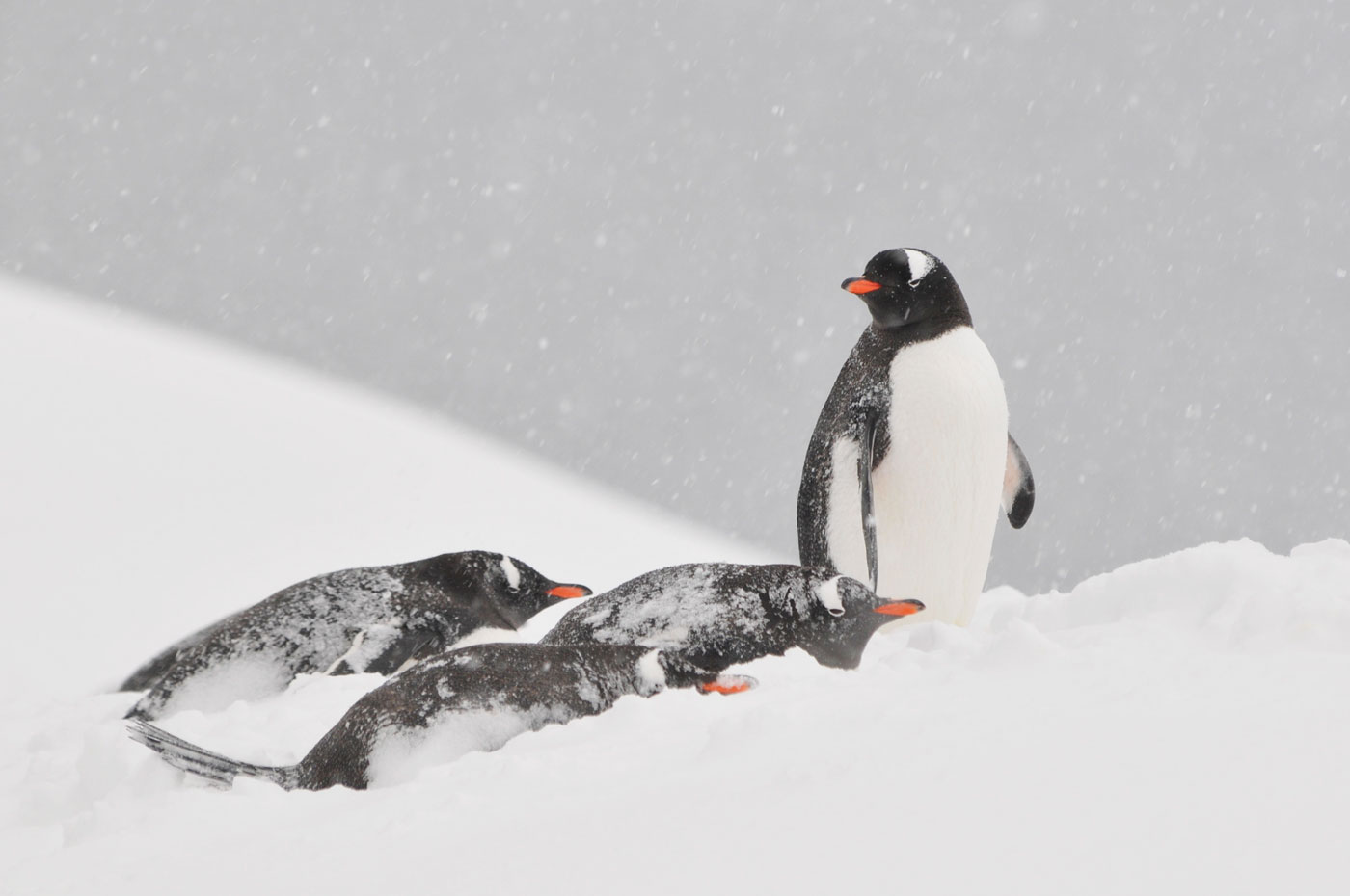 Copy of Gentoo penguins