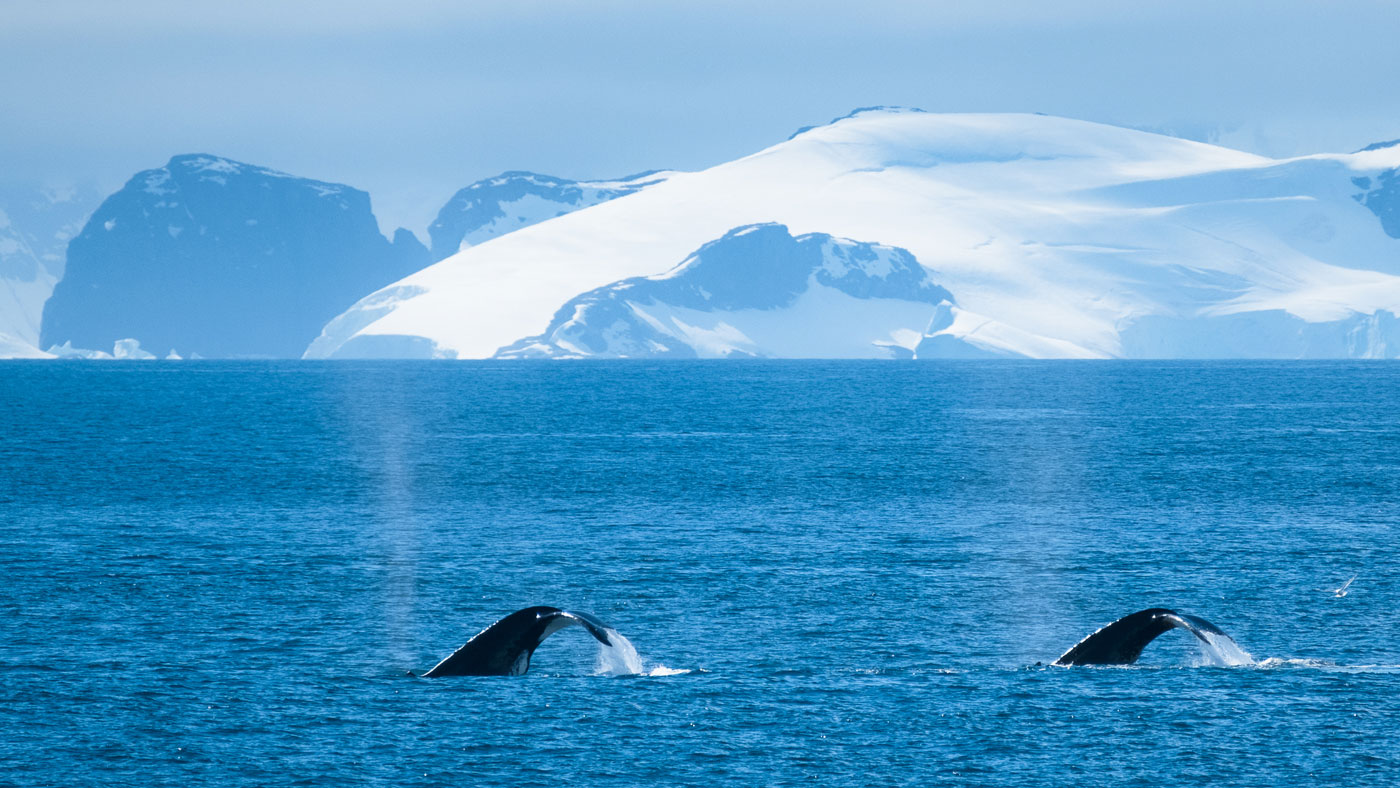 Copy of Whale watching