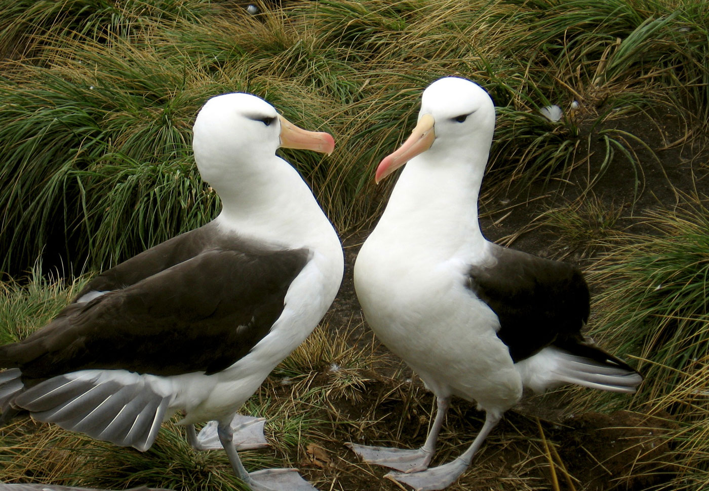 Copy of Black-browed albatross