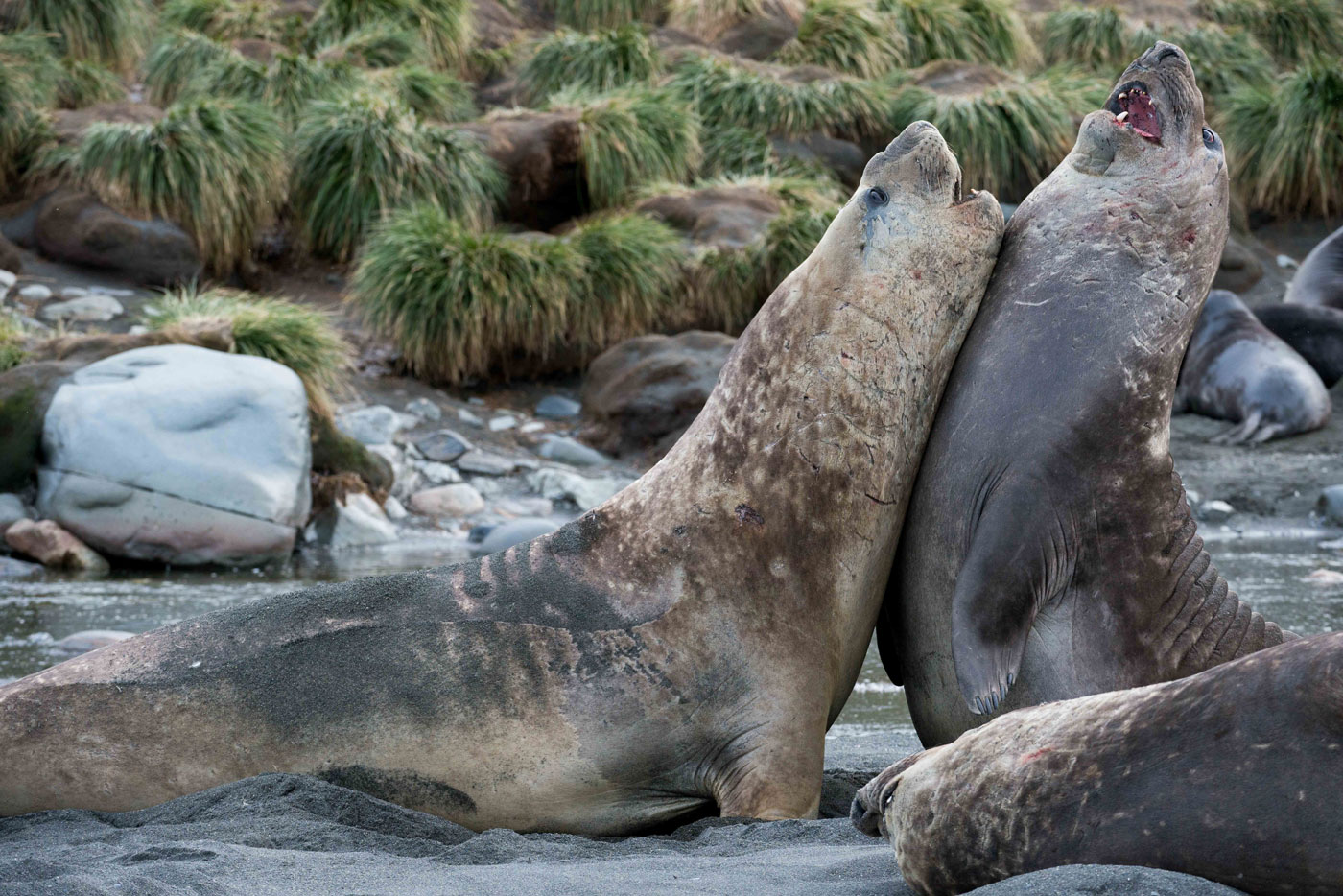 Copy of Elephant Seals