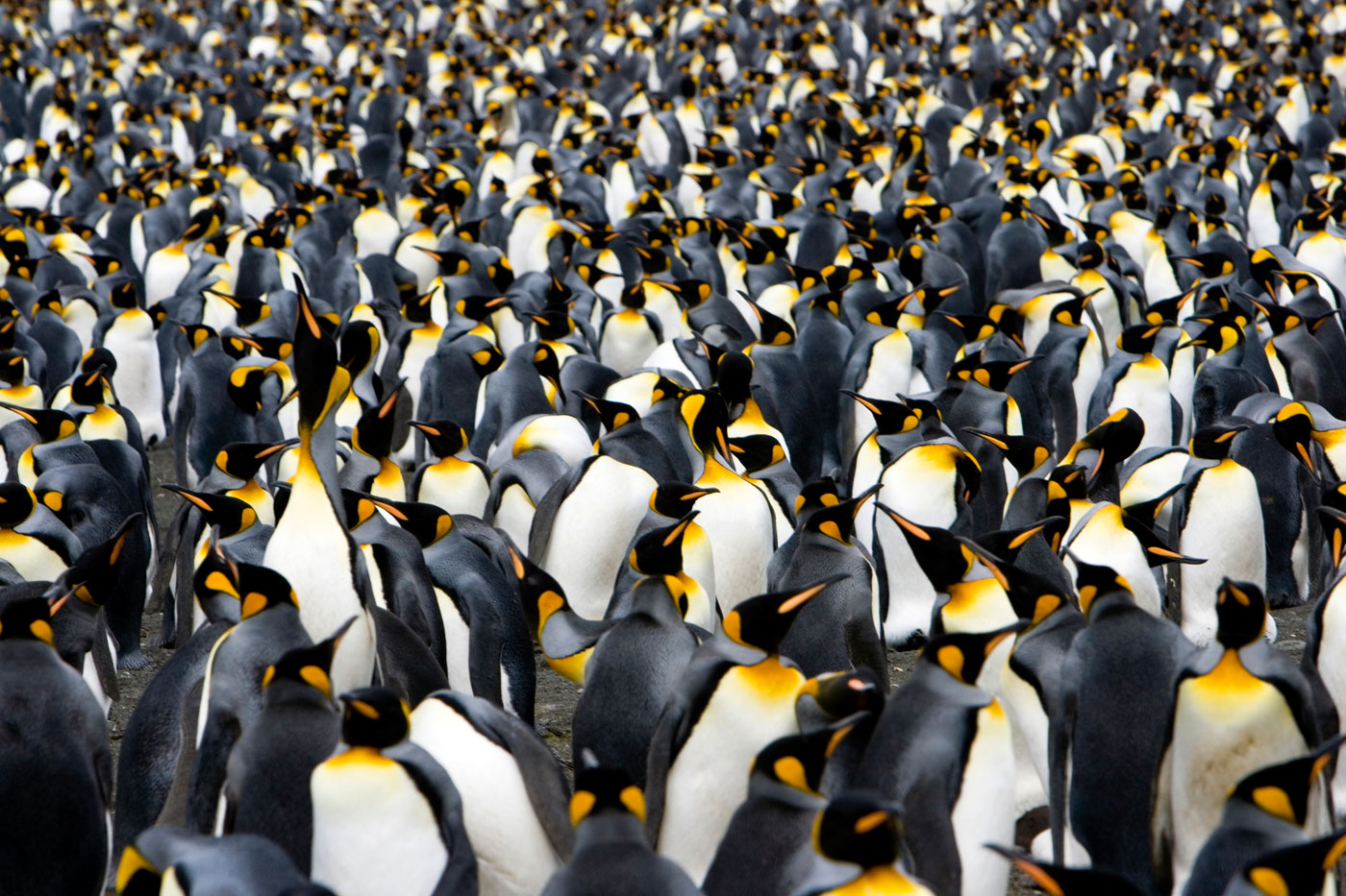Copy of King Penguins by the thousands