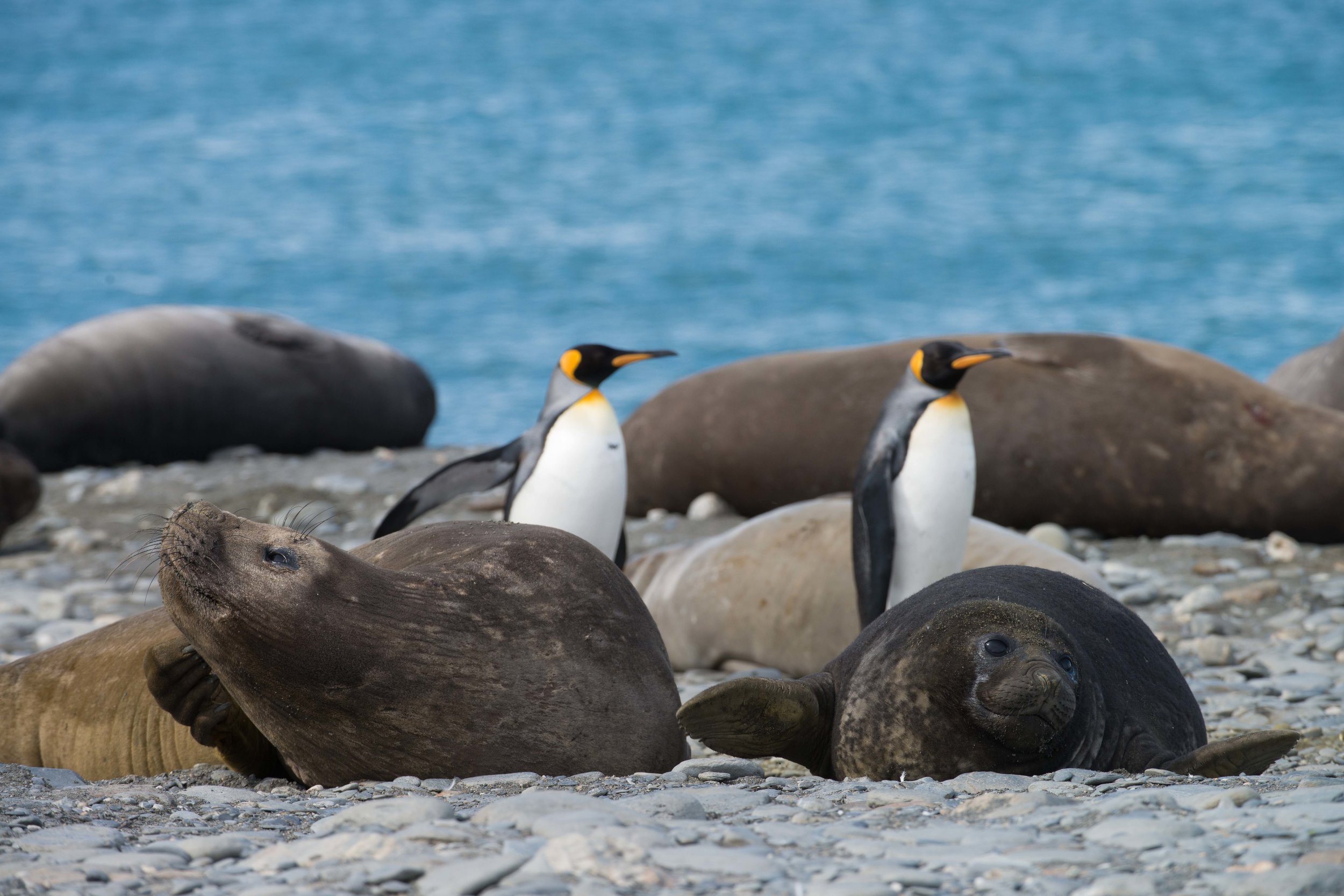 Copy of South Georgia King penguins and Elephant seals