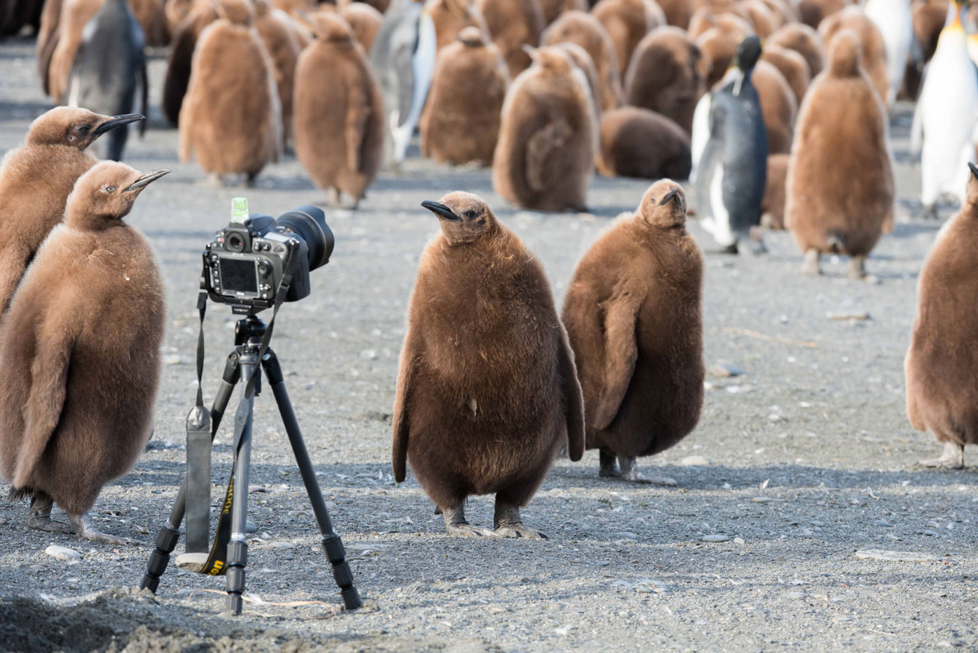 Falklands, South Georgia and Antarctica