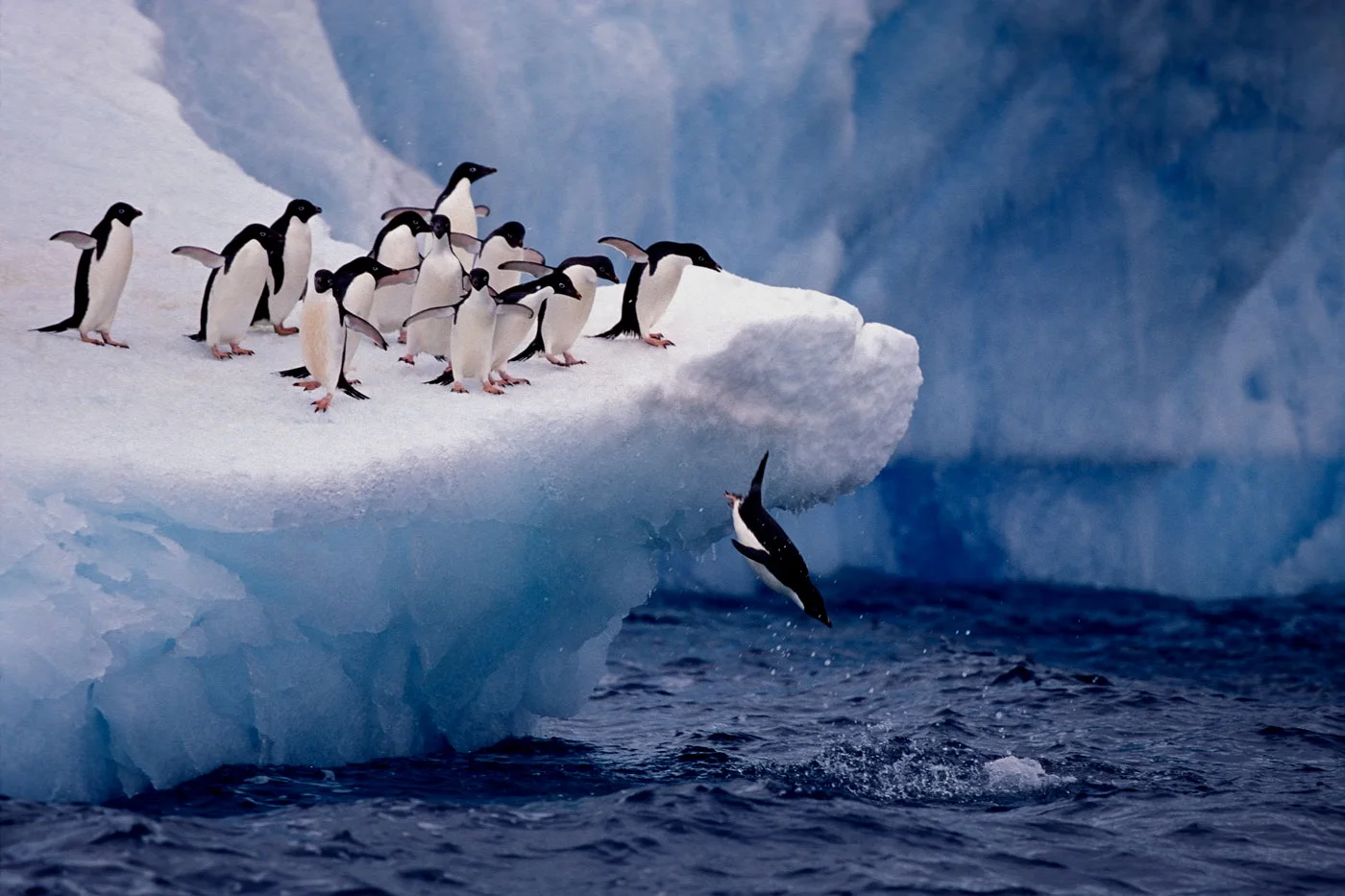 Adelie-iceberg.jpg