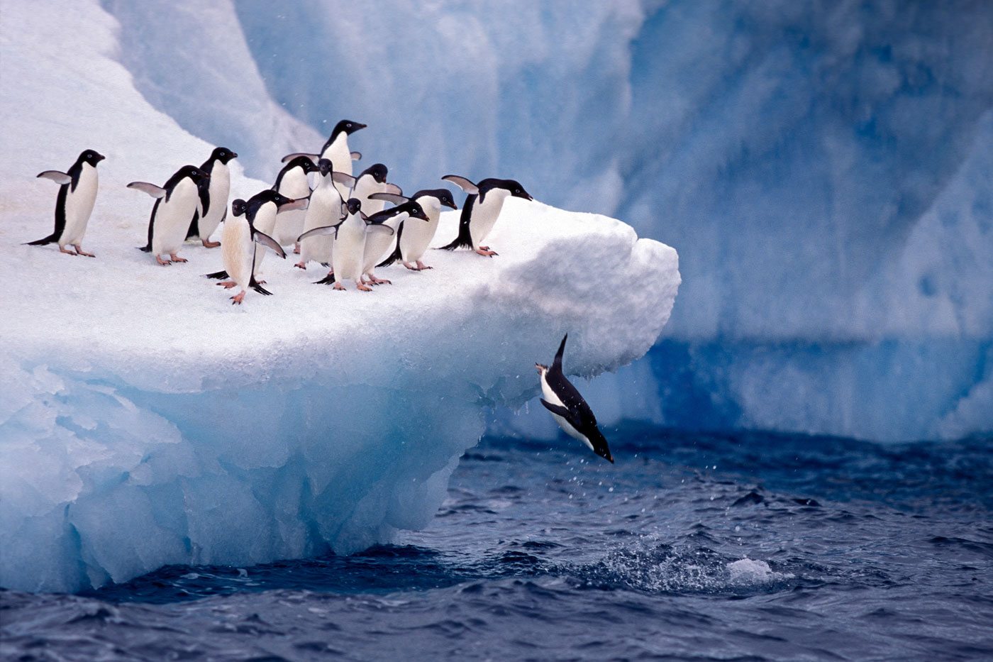 Celebrating Antarctica