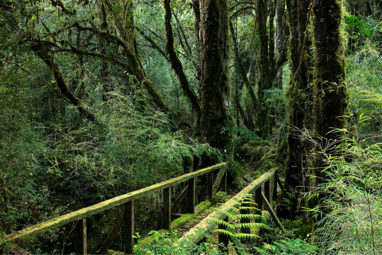 valdivian-rainforest.jpg