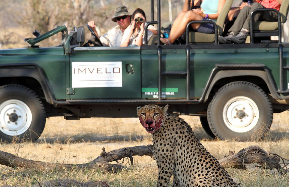 camelthorn - cheetah on a kill.jpg