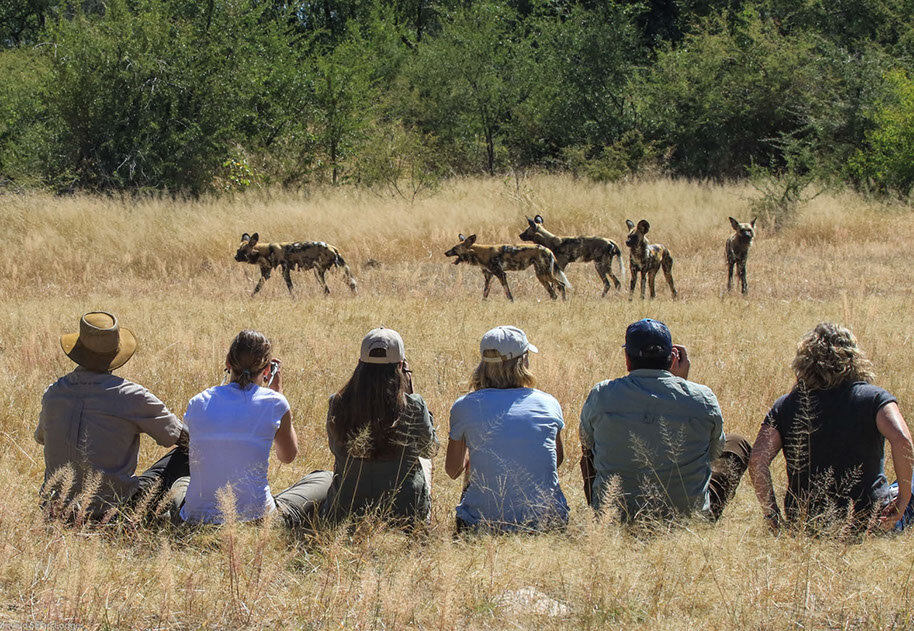 camelthorn - tracking a pack of wild dogs on foot.jpg