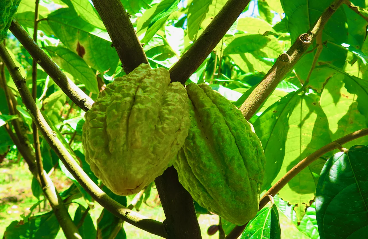 Cocoa farming in Galapagos: An interview with INCA Naturalist Patricia (Pati) Stucki