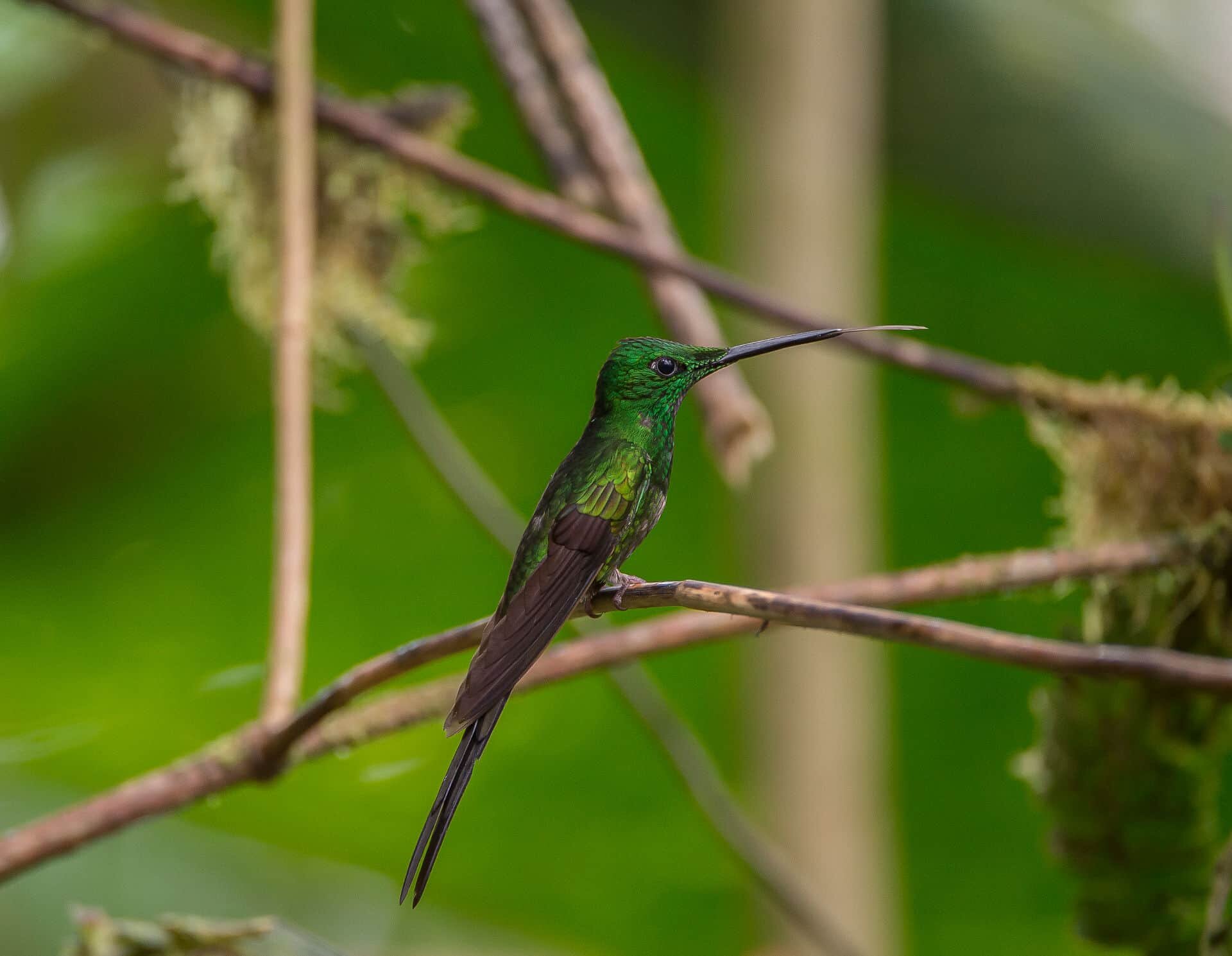 empress-brilliant-hummingbird.jpg
