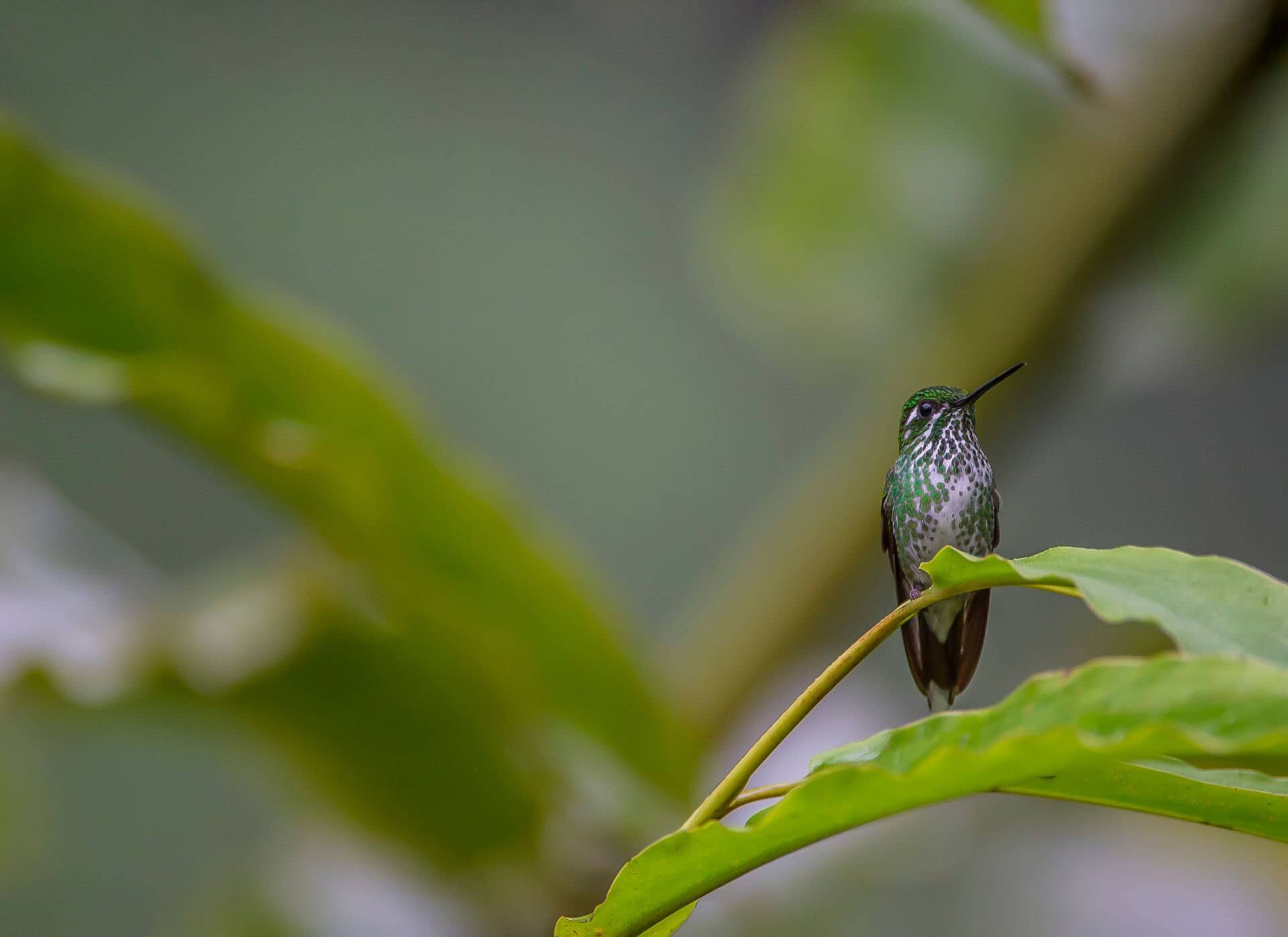 green-white-hummingbird.jpg