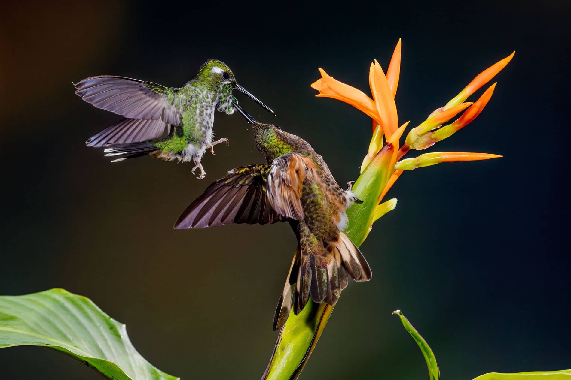 hummingbird-buff-tailed-coronet.jpg