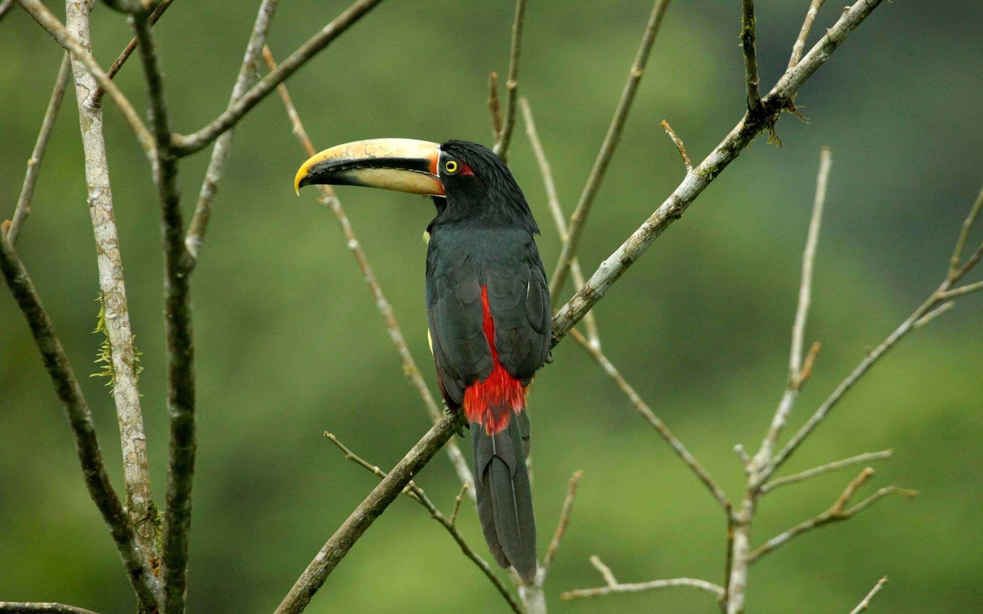 pale-mandibled-aracari-toucan.jpg