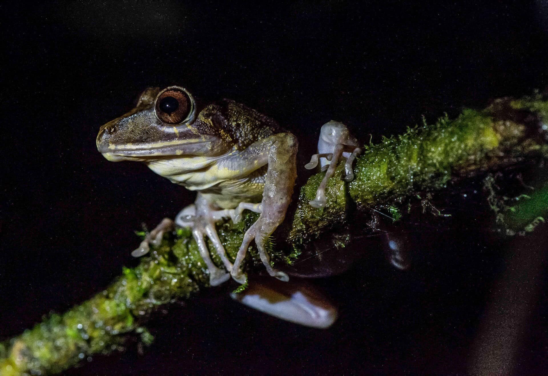 stream-tree-frog.jpg
