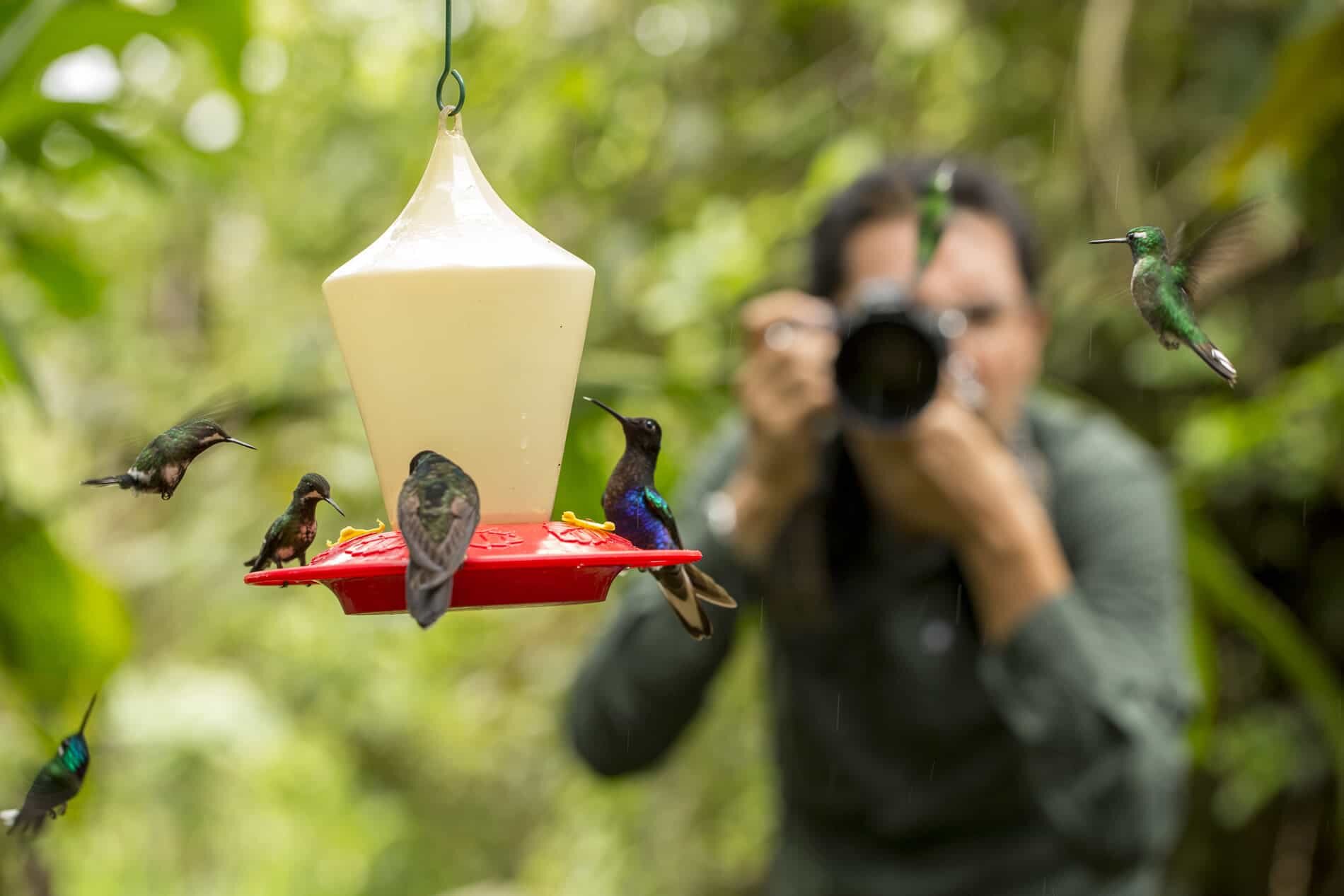 Hummingbird Garden