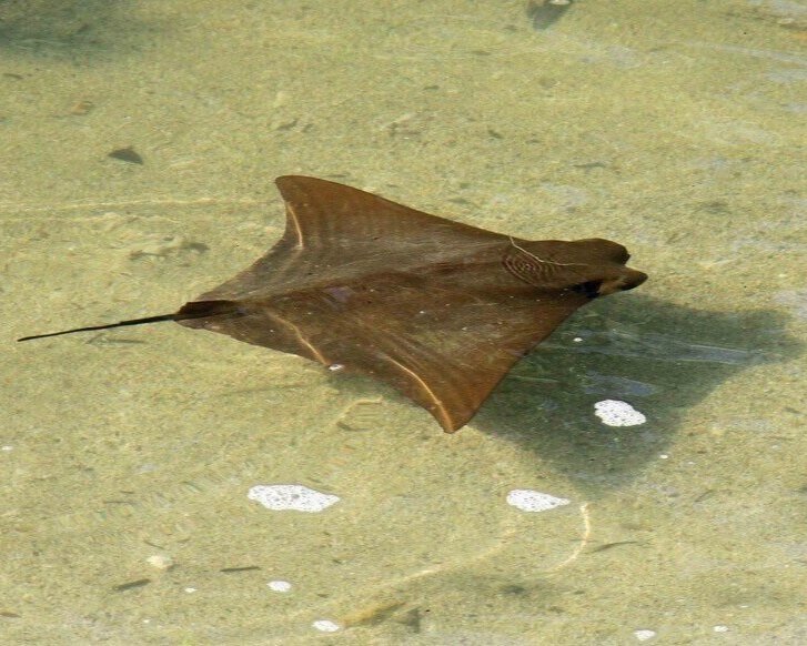 Golden cow-nose ray