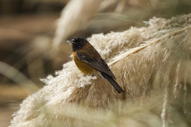 Aves-de-Atacama.jpg