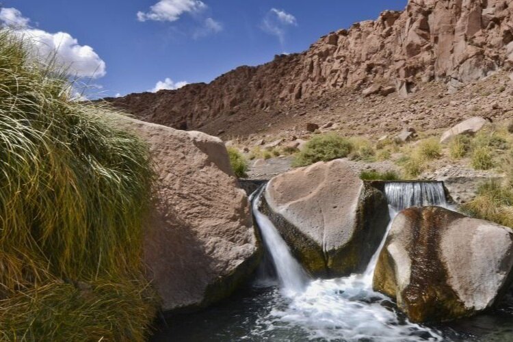 Puritama-Hotsprings-Reserve-an-area-of-foxtail-plants-Atacama-Chile.jpg