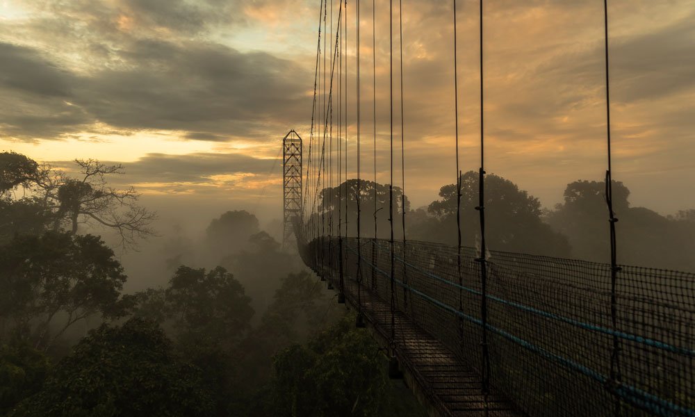 canopy_walk.jpg