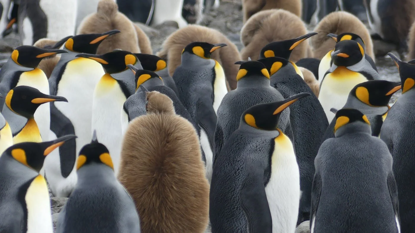 Across the Southern Ocean with Richard Polatty