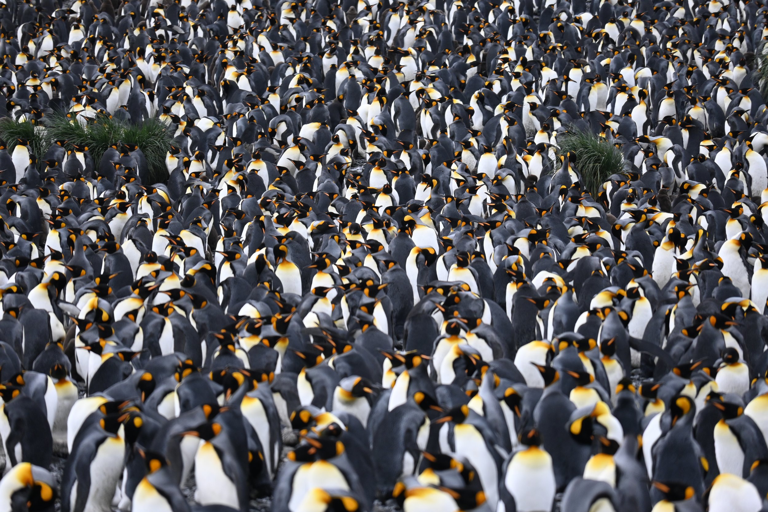 ANT-South-Georgia-King-Penguins-KR-2023-DSC_3174.JPG