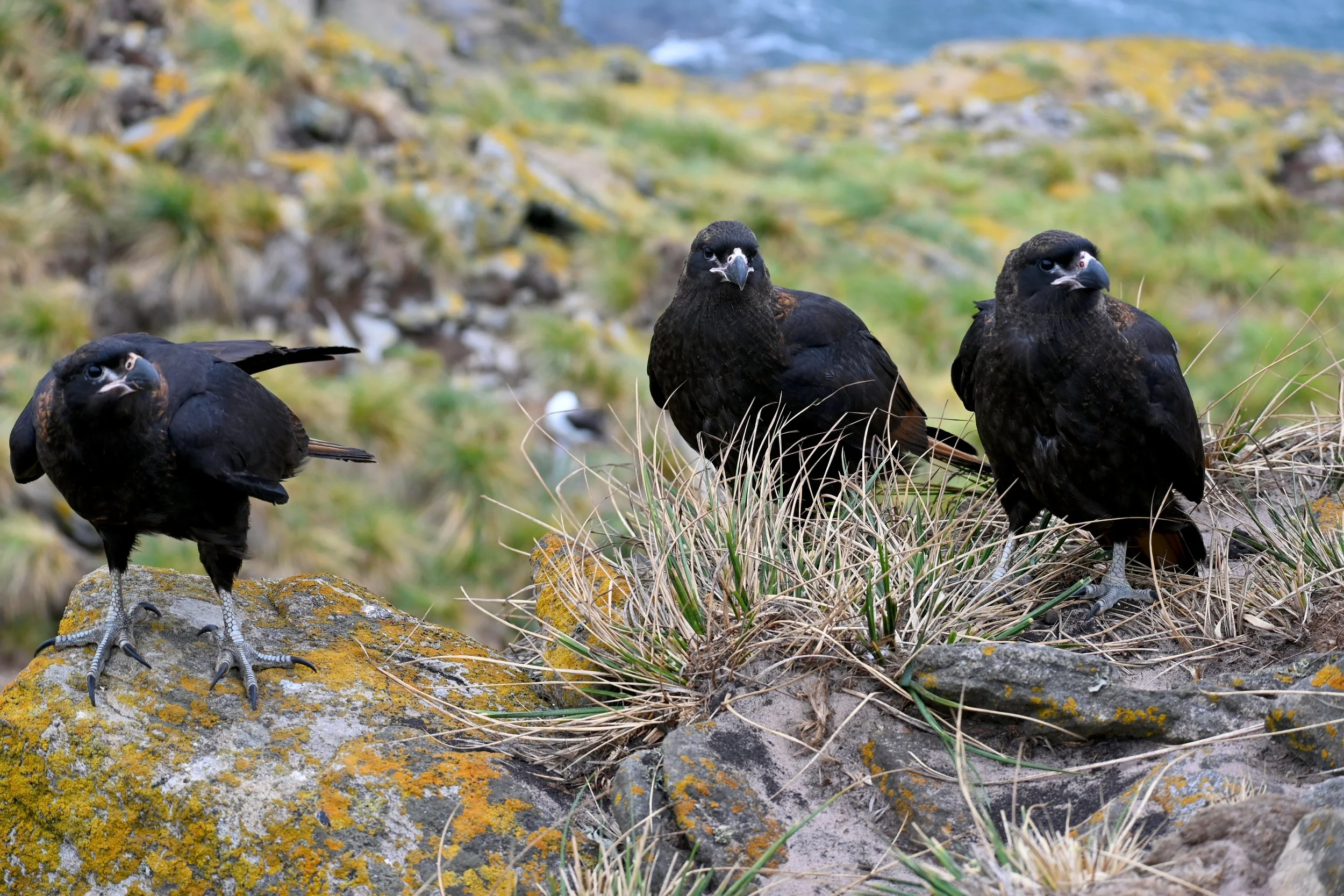Falklands West Point Caracara x3 DSC_0871.jpg