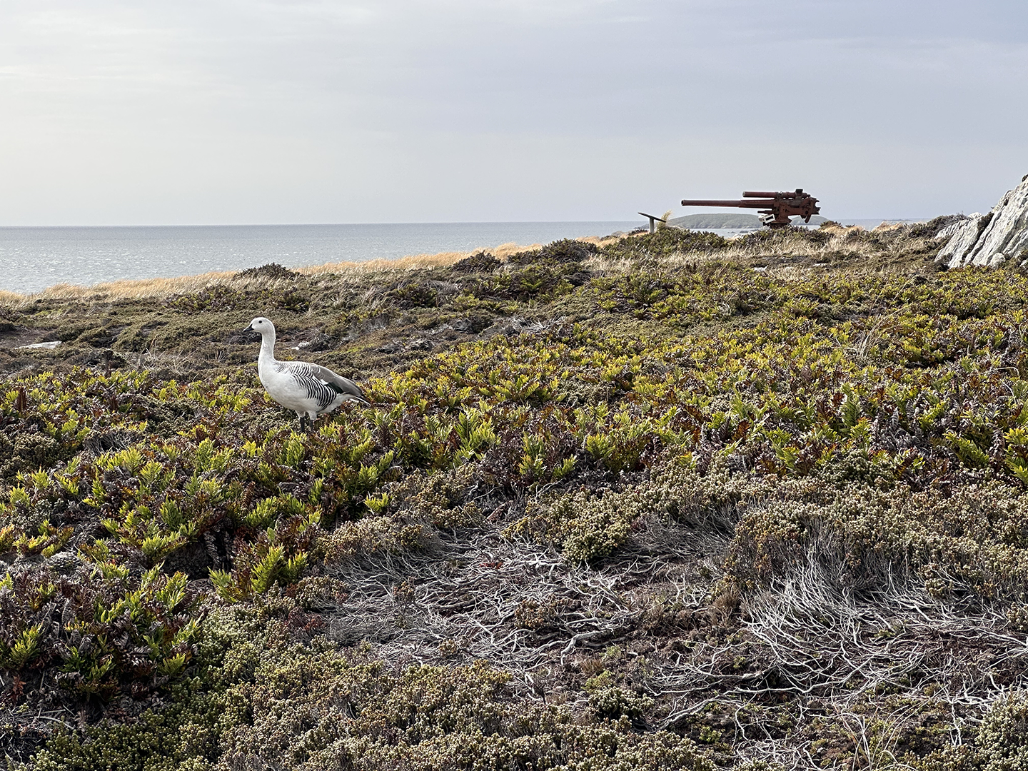 Gunnery at Falklands/Malvinas